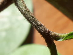 Acronychia pubescens