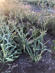 Eryngium yuccifolium