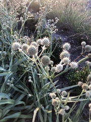 Eryngium yuccifolium