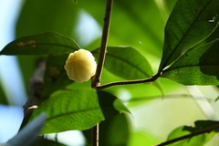 Acronychia pubescens