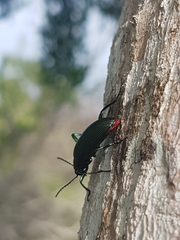 Strongylium auratum