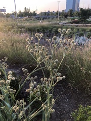 Eryngium yuccifolium