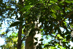 Acronychia pubescens