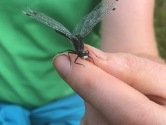 Leucorrhinia intacta