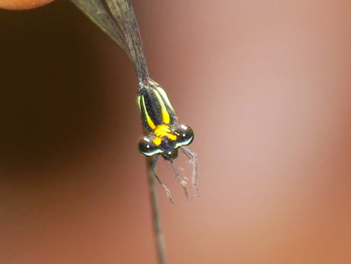 Rainbow Yellowwing