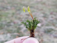 Plagiomnium undulatum