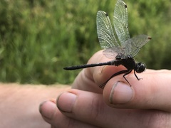 Leucorrhinia intacta