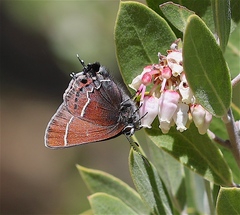 Callophrys spinetorum