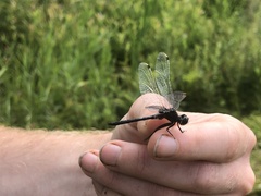 Leucorrhinia intacta