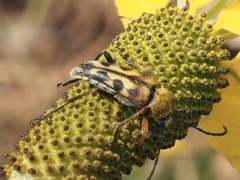 Typocerus octonotatus
