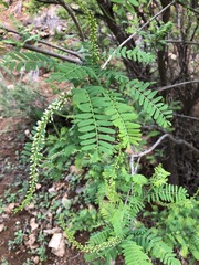 Eysenhardtia orthocarpa