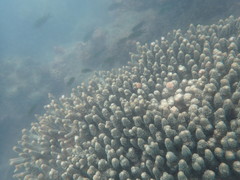 Acropora millepora