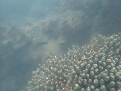 Acropora millepora