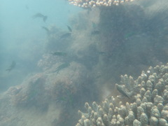 Chromis