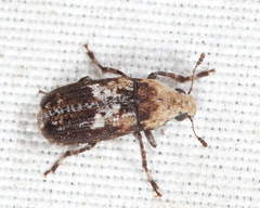 Euparius paganus