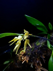 Pleurothallis ruscifolia