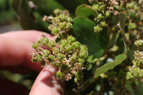 Snowbrush Ceanothus