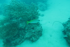 Lutjanus vitta