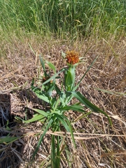 Tragopogon sibiricus