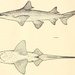 Borneo Broadfin Shark - Photo 
Henry Weed Fowler, no known copyright restrictions (public domain)