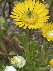 Grindelia stricta platyphylla