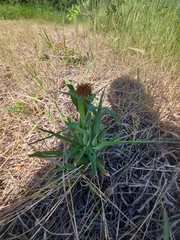 Tragopogon sibiricus