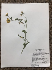 Lotus uliginosus