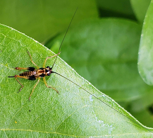 Black-sided Meadow Katydid photo 3