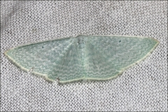 Poecilasthena fragilis