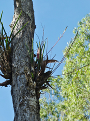 Dendrobium canaliculatum