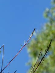 Dendrobium canaliculatum