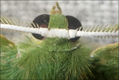 Prasinocyma iosticta