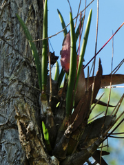 Dendrobium canaliculatum