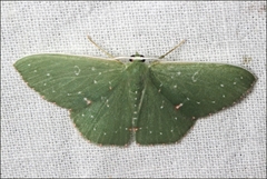 Prasinocyma iosticta