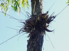 Dendrobium canaliculatum
