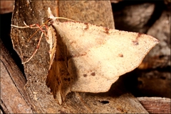Rhinodia rostraria