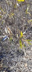 Spinoliva ilicifolia
