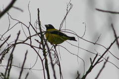 Coccothraustes abeillei