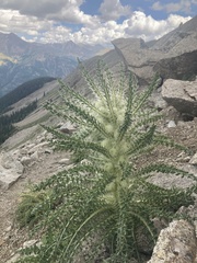 Cirsium funkiae