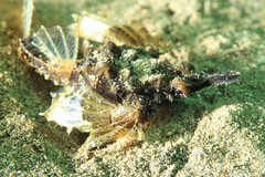 Pegasidae