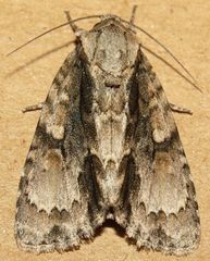 Acronicta connecta