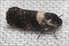Eupselia aristonica