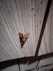 Homophoberia apicosa