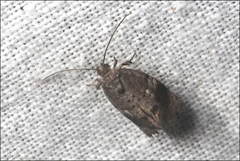 Oxytropha ametalla