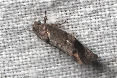 Oxytropha ametalla