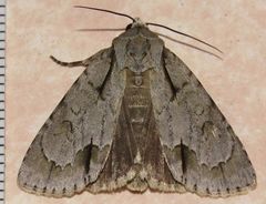 Acronicta laetifica