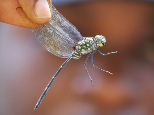 Bottletail