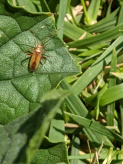 Creontiades rubrinervis