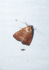 Perigea xanthioides