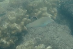 Halichoeres chloropterus